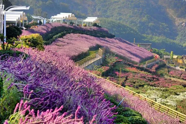 新津花舞人間<a href='http://okeytime.com/' target=_blank>旅游攻略</a> 附門票價(jià)格及交通指南