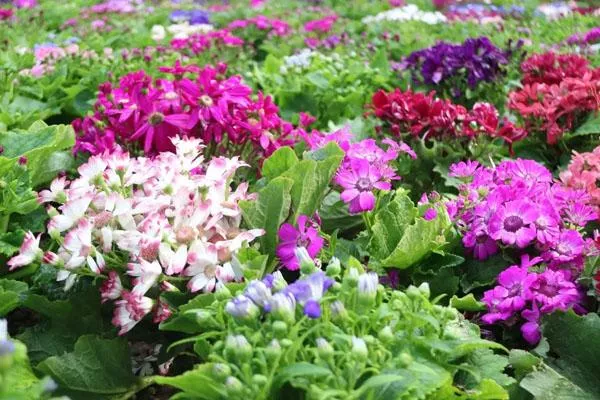 2022天津熱帶植物觀光園門(mén)票多少錢 附最新開(kāi)放時(shí)間及地址